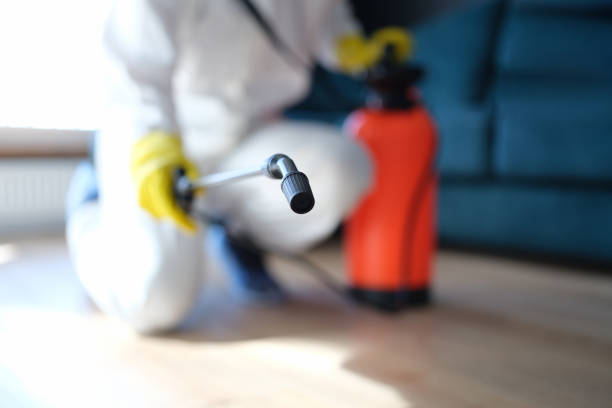 Best Mold Odor Removal Services  in USA